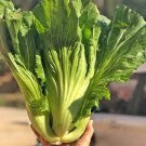 30 PCS Seeds Organic Brassica Juncea Coss Vegetable