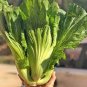 30 PCS Seeds Organic Brassica Juncea Coss Vegetable