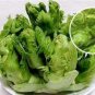 30 PCS Seeds Organic Brassica Juncea Coss Vegetable