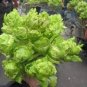 30 PCS Seeds Organic Brassica Juncea Coss Vegetable