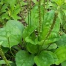 100 PCS Seeds Organic Broadleaf Plantain Seeds Plantago Major Non-Hybrid 100 PCS Seeds Organic Broadleaf Plantain Seeds Plantago Major Non-Hybrid