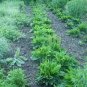 100 PCS Seeds Organic Broadleaf Plantain Seeds Plantago Major Non-Hybrid