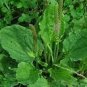 100 PCS Seeds Organic Broadleaf Plantain Seeds Plantago Major Non-Hybrid