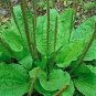 100 PCS Seeds Organic Broadleaf Plantain Seeds Plantago Major Non-Hybrid