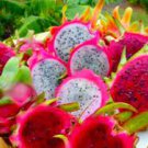 100 PCS Seeds Organic Dwarf Pitaya Dragon Fruit Mixed Yellow Red White Colors 100 PCS Seeds Organic Dwarf Pitaya Dragon Fruit Mixed Yellow Red White Colors