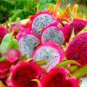 100 PCS Seeds Organic Dwarf Pitaya Dragon Fruit Mixed Yellow Red White Colors