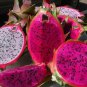 100 PCS Seeds Organic Dwarf Pitaya Dragon Fruit Mixed Yellow Red White Colors