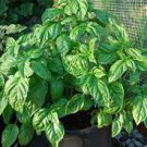30 PCS Seeds Organic Giant Grandi Foglie Valentino Basil 30 PCS Seeds Organic Giant Grandi Foglie Valentino Basil