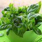 30 PCS Seeds Organic Giant Grandi Foglie Valentino Basil