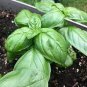 30 PCS Seeds Organic Giant Grandi Foglie Valentino Basil