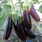 100 PCS Seeds Organic Heirloom Eggplant Aubergine Little Fingers Solanum Melongena