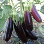 100 PCS Seeds Organic Heirloom Eggplant Aubergine Little Fingers Solanum Melongena