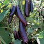 100 PCS Seeds Organic Heirloom Eggplant Aubergine Little Fingers Solanum Melongena