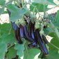100 PCS Seeds Organic Heirloom Eggplant Aubergine Little Fingers Solanum Melongena