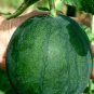 10 PCS Seeds Organic Heirloom Small Sugar Baby Watermelon Citrullus Lanatus