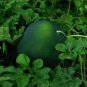 10 PCS Seeds Organic Heirloom Small Sugar Baby Watermelon Citrullus Lanatus
