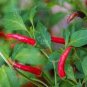 30 PCS Seeds Organic Hot Chili Red Pod Pepper Organic Vegetable