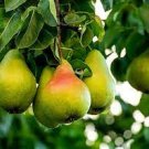 20 PCS Seeds Organic Pear 20 PCS Seeds Organic Pear