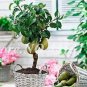20 PCS Seeds Organic Pear