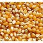30 PCS Seeds Organic Popcorn Seeds Original Pack