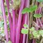 30 PCS Seeds Organic Purple Stems Celery Vegetable