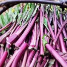 40 PCS Seeds Organic Red Chinese Kale Vegetable