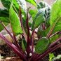 40 PCS Seeds Organic Red Chinese Kale Vegetable