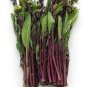 40 PCS Seeds Organic Red Chinese Kale Vegetable