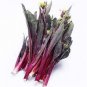 40 PCS Seeds Organic Red Chinese Kale Vegetable