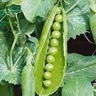 10 PCS Seeds Organic Snow Peas Seeds Sweet Green Vegetable Peas 10 PCS Seeds Organic Snow Peas Seeds Sweet Green Vegetable Peas