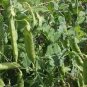 10 PCS Seeds Organic Snow Peas Seeds Sweet Green Vegetable Peas