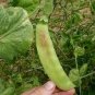 10 PCS Seeds Organic Snow Peas Seeds Sweet Green Vegetable Peas