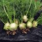 30 PCS Seeds Organic Spherical Fennel Herbal Vegetables