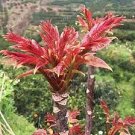 100 PCS Seeds Organic Toona Sinensis Bonsai Chinese Toon Shoots Tree Vegetable 100 PCS Seeds Organic Toona Sinensis Bonsai Chinese Toon Shoots Tree Vegetable