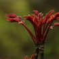 100 PCS Seeds Organic Toona Sinensis Bonsai Chinese Toon Shoots Tree Vegetable
