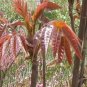 100 PCS Seeds Organic Toona Sinensis Bonsai Chinese Toon Shoots Tree Vegetable
