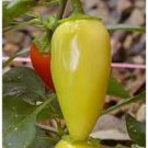 20 PCS Seeds Organic Vegetables Yellow Peppers 20 PCS Seeds Organic Vegetables Yellow Peppers
