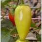 20 PCS Seeds Organic Vegetables Yellow Peppers