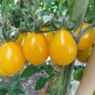 100 PCS Seeds Organic Yellow Pear Cherry Tomato Fruit 100 PCS Seeds Organic Yellow Pear Cherry Tomato Fruit