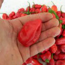 20 PCS Seeds Original Pack Hot Chilli Sweet Pepper 20 PCS Seeds Original Pack Hot Chilli Sweet Pepper