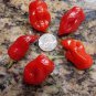 20 PCS Seeds Original Pack Hot Chilli Sweet Pepper