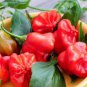 20 PCS Seeds Original Pack Hot Chilli Sweet Pepper