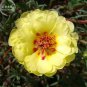 220 PCS Seeds Oriole Sunflowers Yellow Portulaca Grandiflora