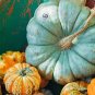 10 PCS Seeds Ornamental Doll Pumpkin