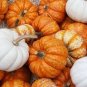 10 PCS Seeds Ornamental Doll Pumpkin