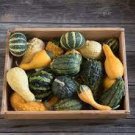 10 PCS Seeds Ornamental Gourds 'Small Mixed' Lagenaria Siceraria