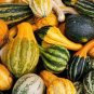10 PCS Seeds Ornamental Gourds 'Small Mixed' Lagenaria Siceraria