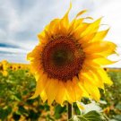 40 PCS Seeds Ornamental Orange Sunflowers 4ft Tall Plant Big Blooming Flowers