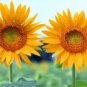 40 PCS Seeds Ornamental Orange Sunflowers 4ft Tall Plant Big Blooming Flowers