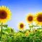 40 PCS Seeds Ornamental Orange Sunflowers 4ft Tall Plant Big Blooming Flowers